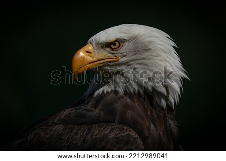 Portrait of a majestic bald eagle  American eagle adult (Haliaeetus leucocephalus). Dark background. American National Symbol.                                     