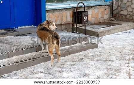 Stray dog on the street in winter in the city. Homeless pets. Royalty-Free Stock Photo #2213000959