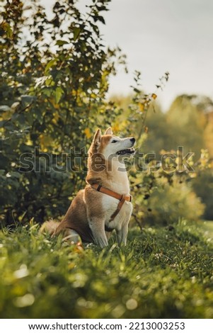 Japanese dog breed Shiba inu walks on the grass. Natural park and bright colors of autumn