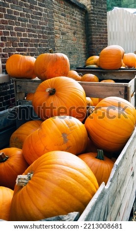 Orange pumpkin at a farmers market at autumn. Halloween and Thanksgiving concept.