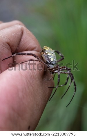 the spider lands on the hand