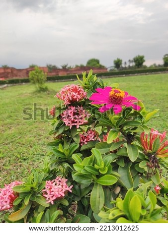 Karawang, Indonesia, 12 October 2022: Flower plants in the Blandongan temple area so that it becomes more attractive