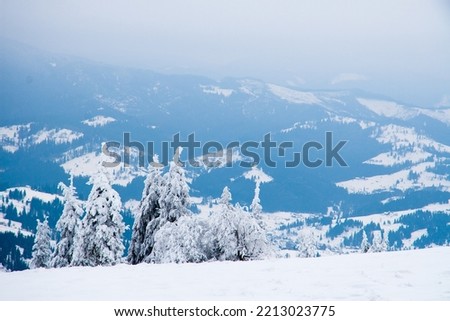 Carpathian mountains, Ukraine. Beautiful winter landscape. The forrest ist covered with snow. High quality photo