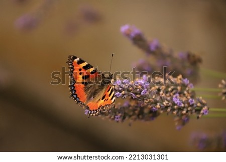 fox eye butterfly on purple lavender flower, background brown