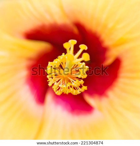 Close-up hibiscus pollen