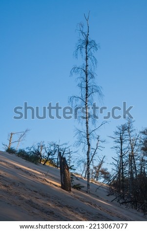Plants on dunes, dead trees and straw growing on sands. Photographed in Slowinski National Park