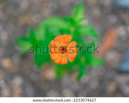 Single orange gerbera flower photo shoot Shallow depth of field from above in the garden of trees