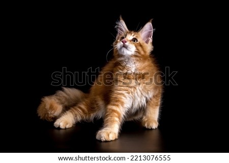 Adorable shot of solid red Maine Coon cat kitten, sitting up.The largest cat.Isolated on a black background.Maine Coon looking at the camera