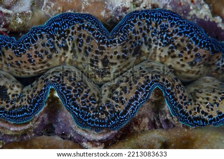 A colorful giant clam, Tridacna crocea, grows on a coral reef in Indonesia. This Indo-Pacific species is also called a boring clam as it embeds itself into massive corals. Royalty-Free Stock Photo #2213083633