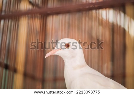Dove that keep as pet