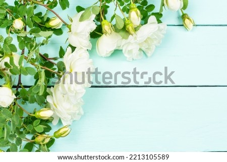 A frame of white bush roses (rosehip) on a blue wooden background. Floral background. Space for text. Holiday concept: birthday, wedding, March 8, mother's Day.
