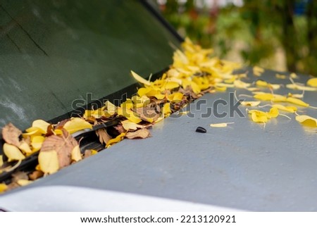 Fallen yellow autumn leaves lie on the hood of the car.