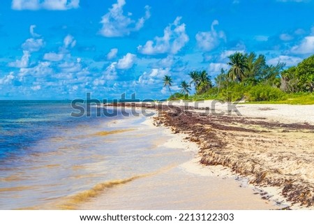 Tropical mexican beach landscape panorama with clear turquoise blue water and seaweed sargazo in Playa del Carmen Mexico. Royalty-Free Stock Photo #2213122303