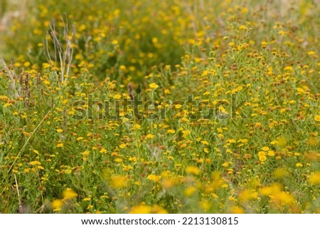 Close-up of common fleabane flowerbed with selective focus on foreground