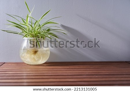 Chlorophytum comosum in water pot isolated on white background, house plant                       Royalty-Free Stock Photo #2213131005