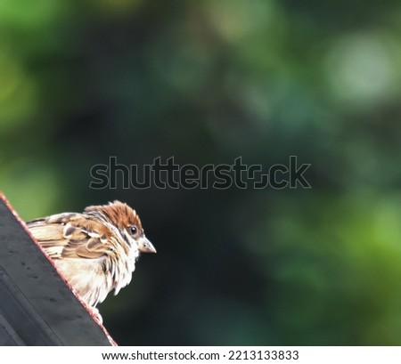 Isolated picture of Sparrow bird in the corner of frame, bokeh leaves background, selective focus