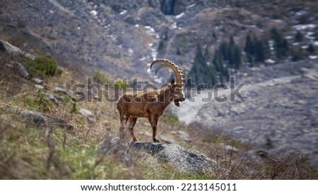 Wild mountain goat in the mountains of Kyrgyzstan