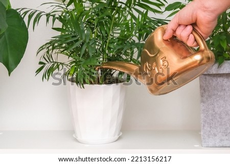 A man pours water from a plastic watering can Chamaedorea elegans, Neanthe bella, Parlour Palm. Watering of domestic plants. Home garden. Parlor Palm. Royalty-Free Stock Photo #2213156217