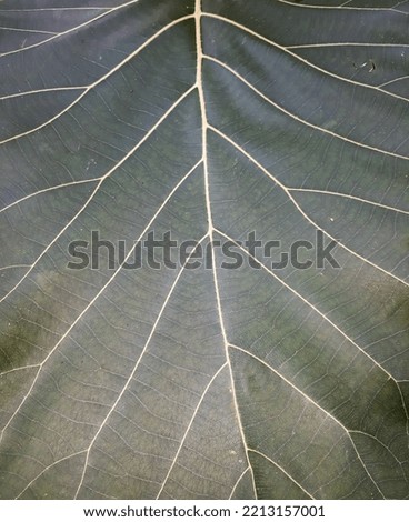 Beautiful leaf texture photos, backgrounds, wallpapers, taken from a close-up angle