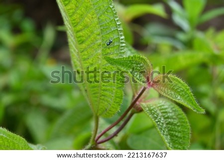 Close up of few soapbush leaves with a tiny blue color jumping spider known as Banded Phintella (Phintella Argentea) under a leaf in forest area in Sri Lanka