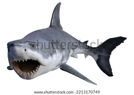 Shark isolated on white background. Great White Shark Attack. 