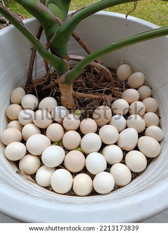 White compost bucket with green plants and egg shells waste. White pot egg shell top view look for gardening recycling.