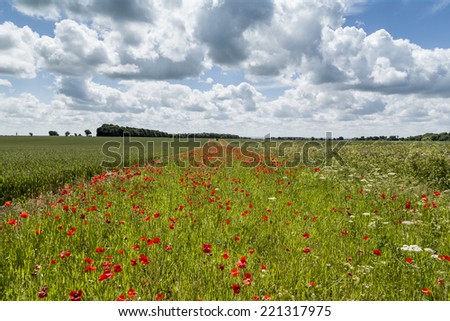 Poppy Field in the Cotswolds in England beautiful sky 