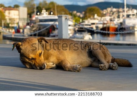 Stray dog lying on the concrete pavement