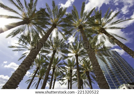 Palm Trees downtown Tampa, FL 
