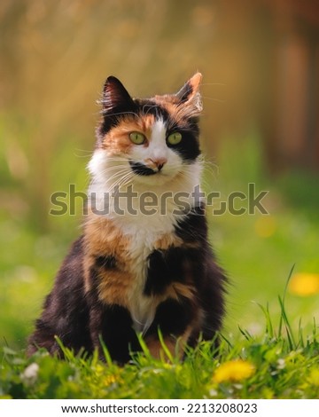 A cute cat in the sunlight. Royalty-Free Stock Photo #2213208023