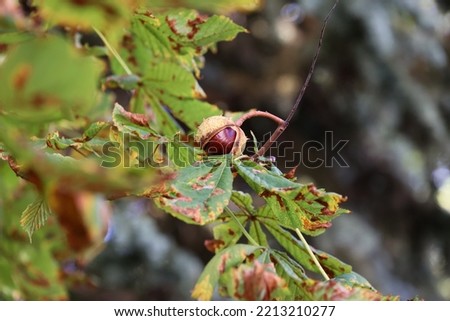 Chestnuts lie among the leaves under the tree in autumn
