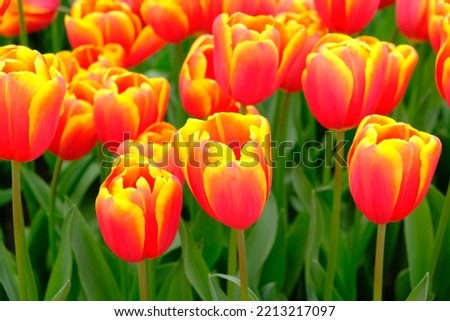 Red and yellow tulips, together, on the flower fields of The Netherlands. A mix of red and yellow tulips.