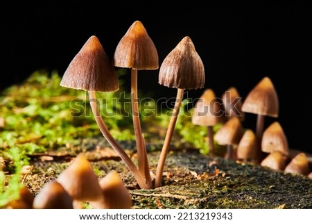 Psilocybe semilanceata mushrooms  growing on a trunk in the forest. Magic  (hallucinogenic)  Mushrooms  Royalty-Free Stock Photo #2213219343