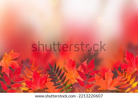 Variety of Autumn leaves bottom of frame with blurry background