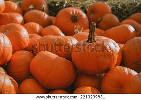 Pumpkins.Farm. Halloween patch with many bright orange pumpkins on display at garden. Sunny October outdoor afternoon. Background for fall, autumn.