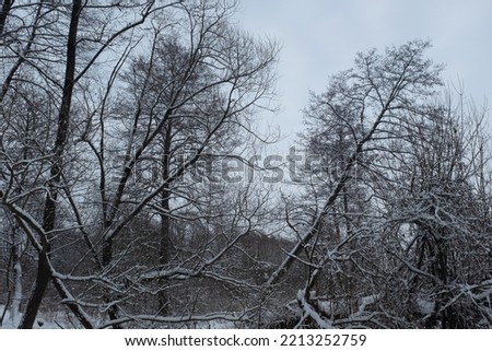 Winter forest landscape after snowfall. Snow-covered trees backgrounded gray sky. Winter background for poster, calendar, post, screensaver, wallpaper, postcard, card, banner, cover, website