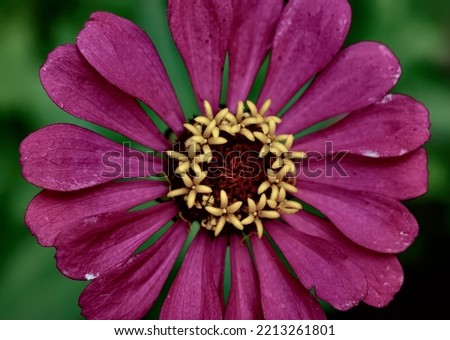 Picture of a zinnia flower during summer season
