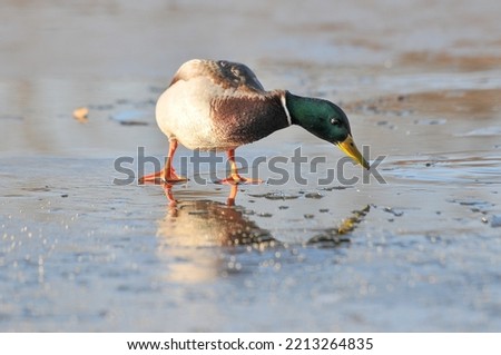 ducks on the lake 2022