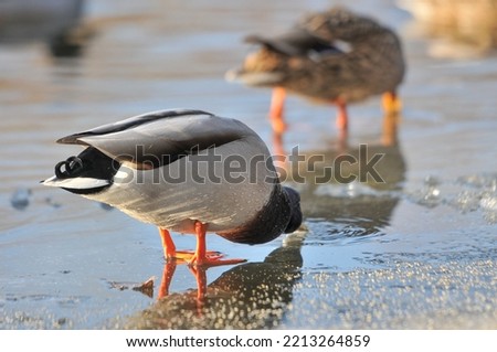 ducks on the lake 2022
