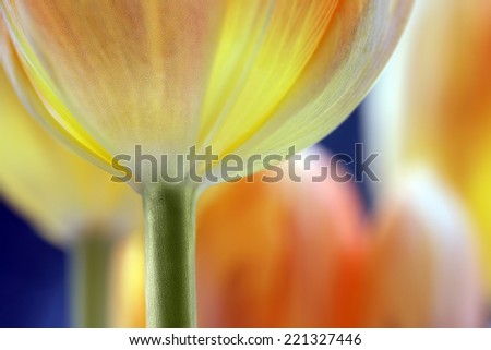 yellow and orange tulips macro detail