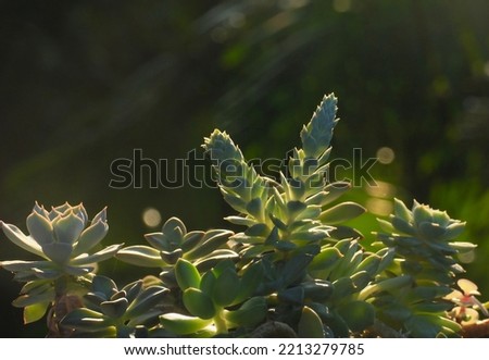succulent plant on natural background