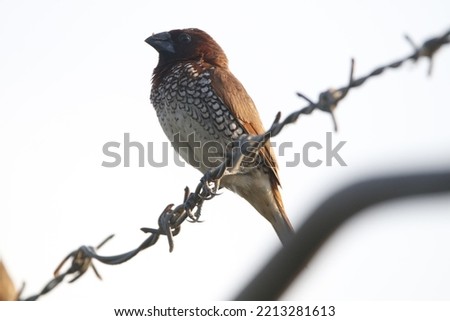 View of Scaly Breasted Munia