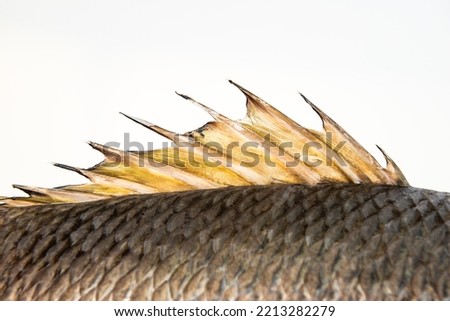 Dorsal fin fish back spine spikes close-up dragon sail mangrove grey snapper Royalty-Free Stock Photo #2213282279