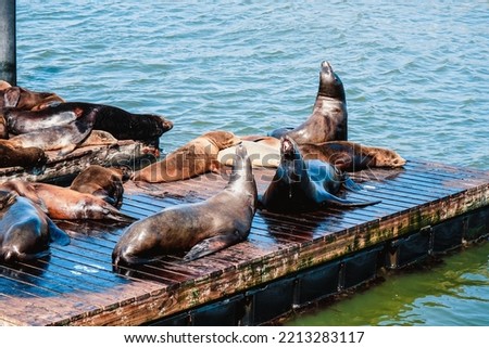Sea Lion, Pier 39, San Francisco, Sea Animal  Royalty-Free Stock Photo #2213283117