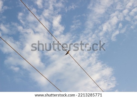 A lone swallow sits on electric wires against a blue sky with white clouds. Sky background with feather-like clouds. copy space. Two parallel wires with a lone bird against a blue-white sky.