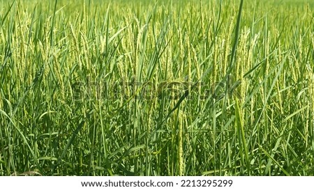 Green rice farm field farming planting growing agriculture nature greenery scenery background