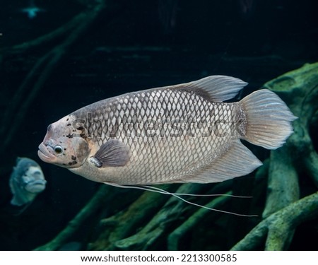 Giant gourami, fish in the tank
