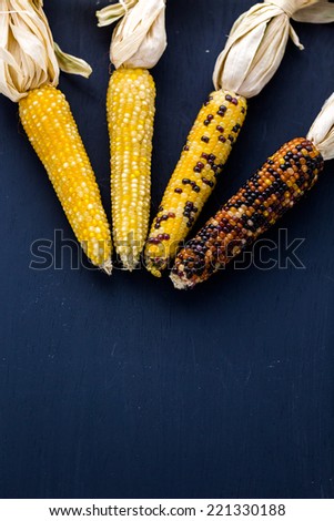 Multi colored indian corn made for Thanksgiving decoration.
