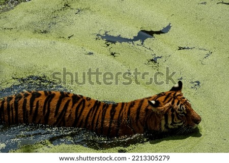 bengal tiger, Panthera tigris tigris nandando para refrescarse, beautiful large feline, mexico, guadalajara