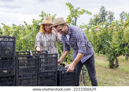 In vineyard group of friend taking crate full of red grape  Royalty-Free Stock Photo #2213306629